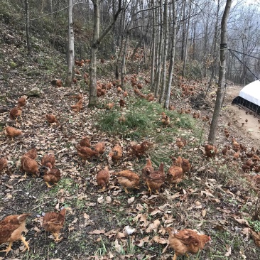 林下散养土鸡、走地鸡草鸡、肉质鲜美