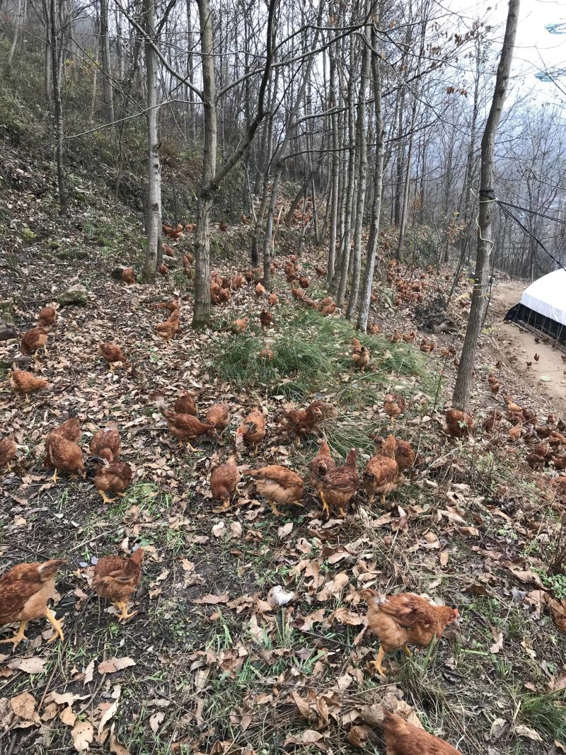 林下散养土鸡、走地鸡草鸡、肉质鲜美