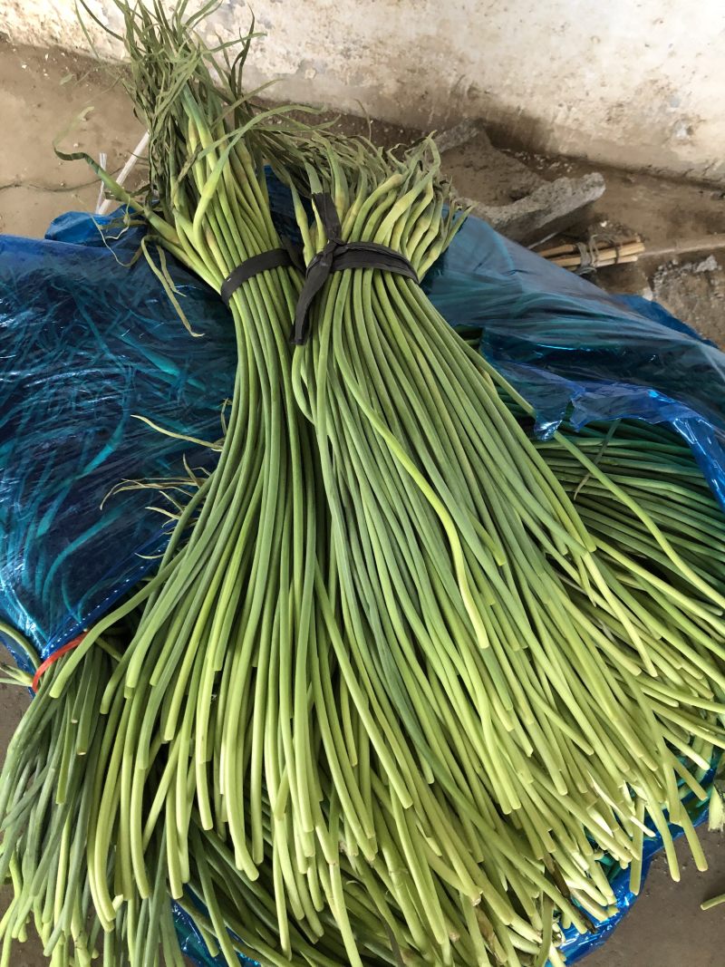 金乡红帽蒜苔冷库储存代收代存代发常年有货产地直发