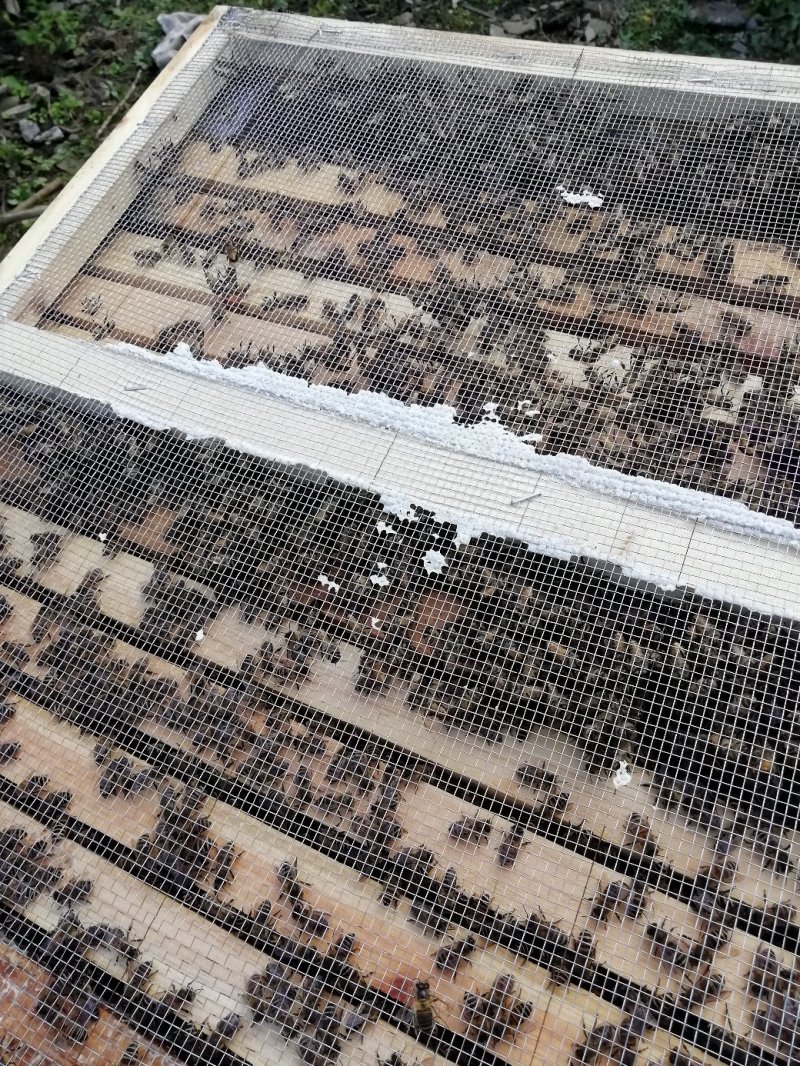 自己养的白花蜜没有任何添加剂，可检测