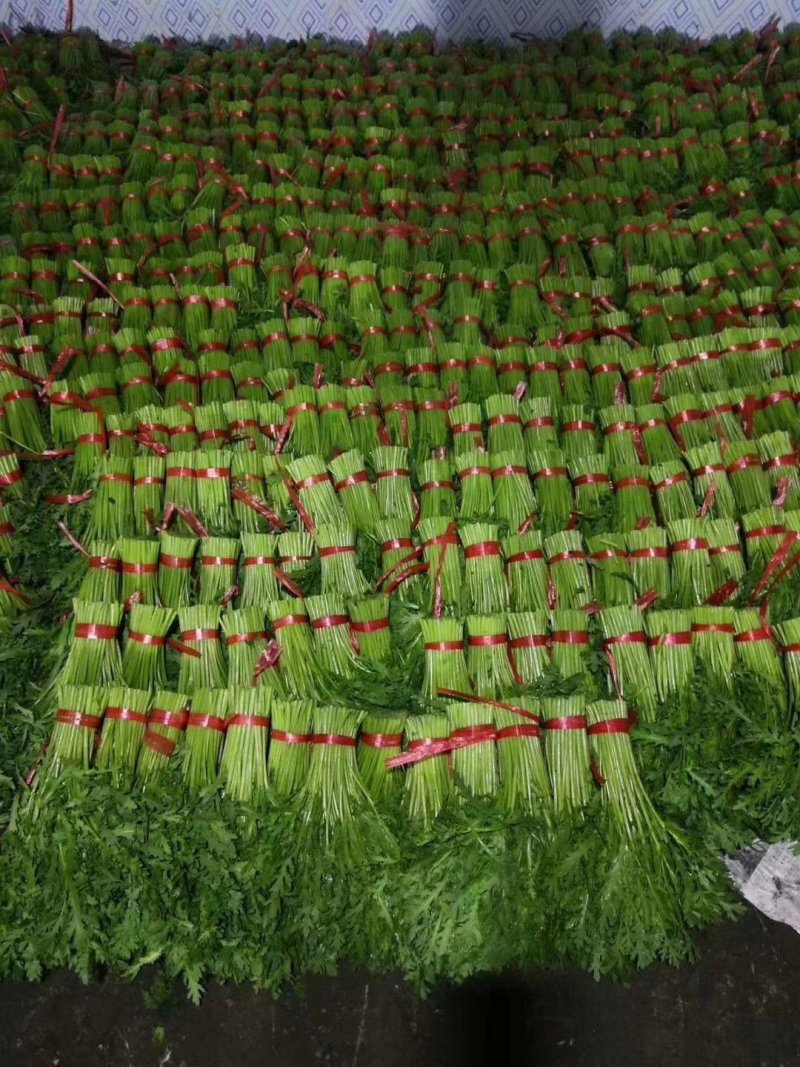 油麦菜25~30厘米以上精品高山云南大棚油麦菜，质量非