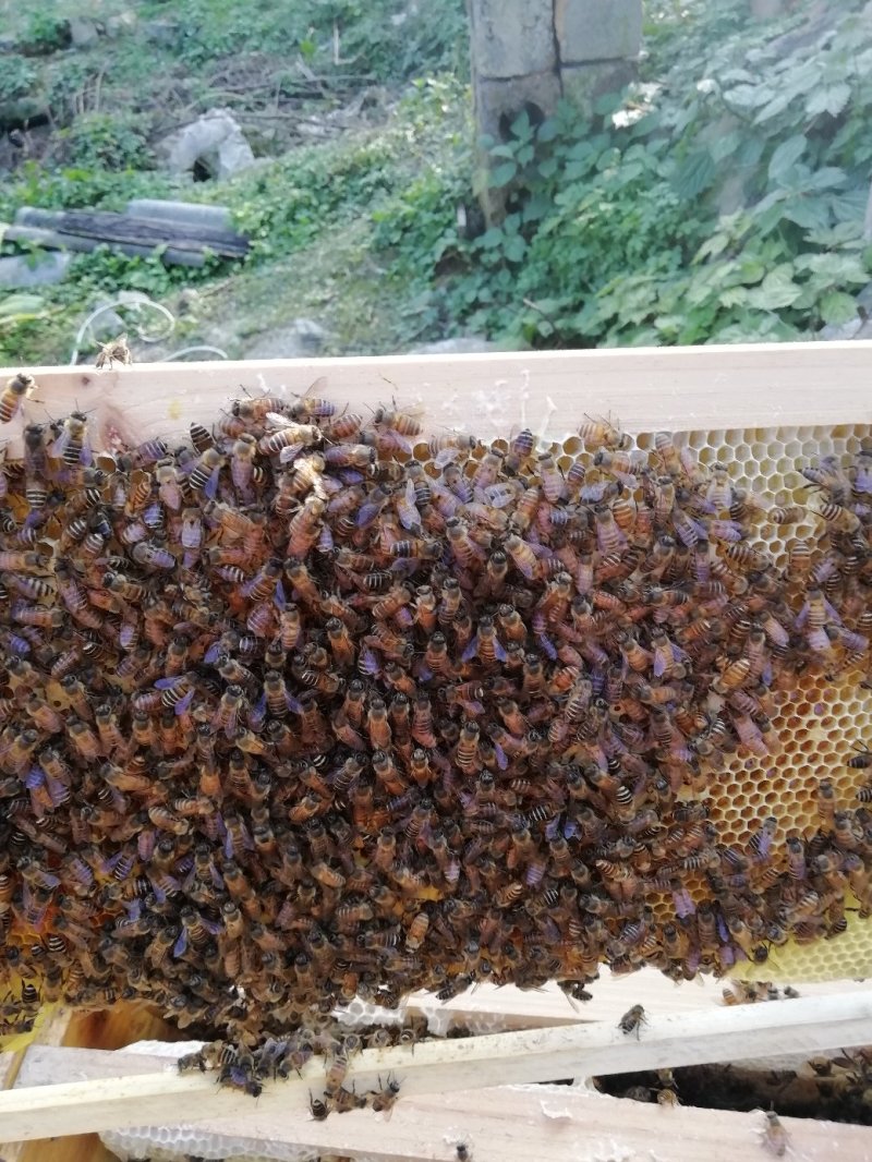 自己养的白花蜜没有任何添加剂，可检测