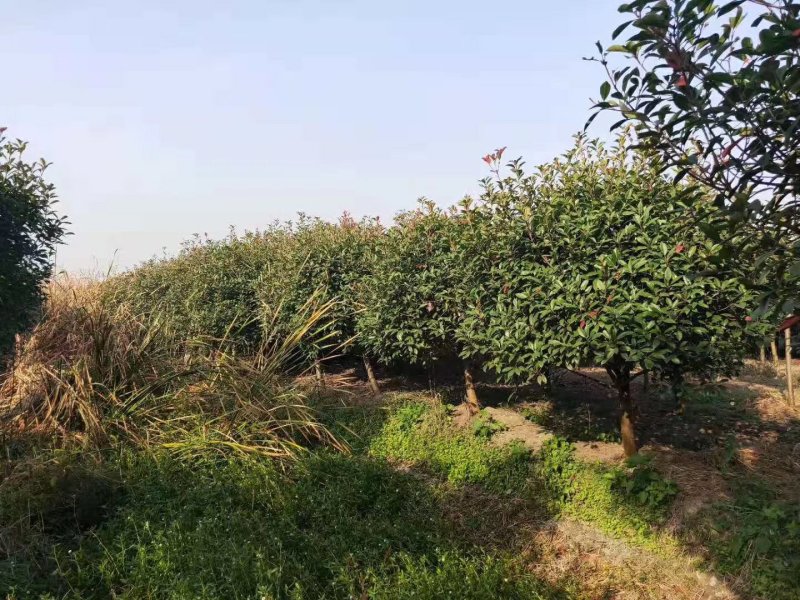 石楠独杆球，大小规格齐全，欢迎新老客户订购
