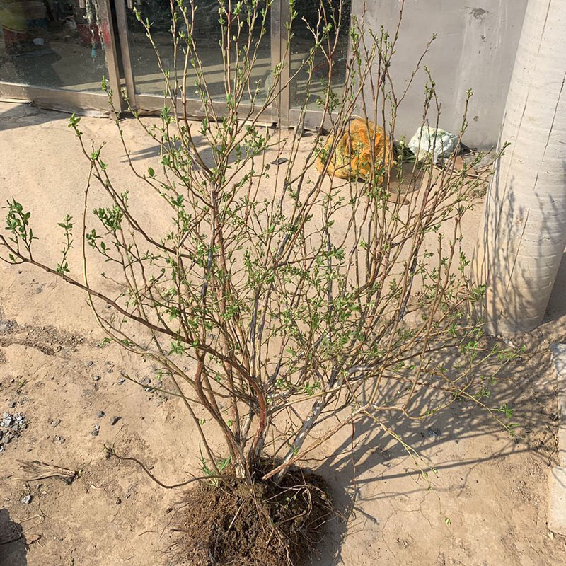 蓝莓蓝莓树蓝莓苗蓝莓5年结果大苗