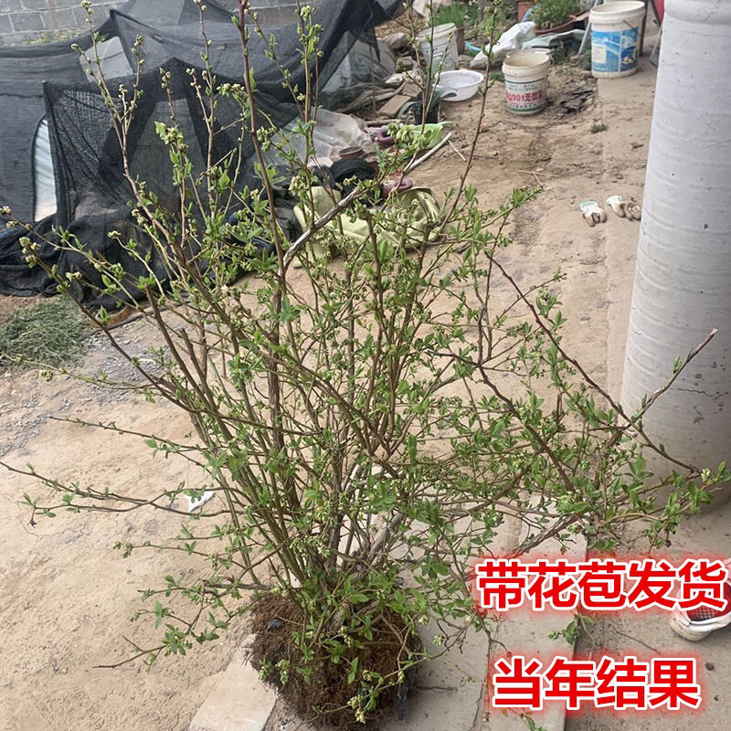 蓝莓蓝莓树蓝莓苗蓝莓5年结果大苗