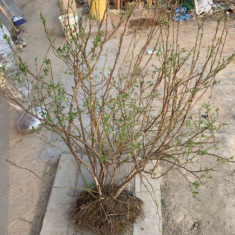 蓝莓蓝莓树蓝莓苗蓝莓5年结果大苗
