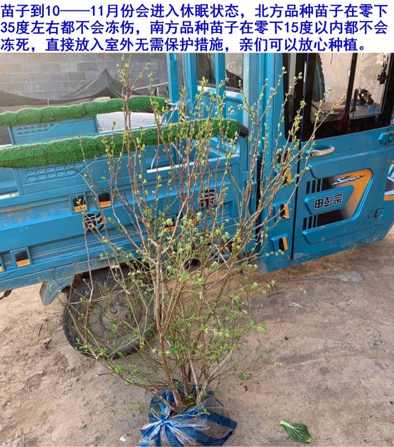 蓝莓蓝莓树蓝莓苗蓝莓5年结果大苗
