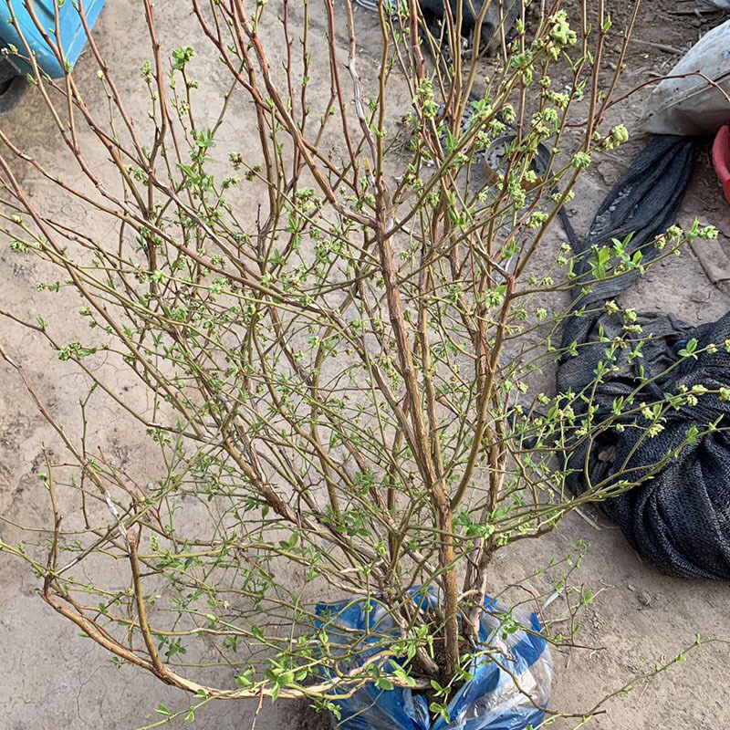 蓝莓蓝莓树蓝莓苗蓝莓5年结果大苗