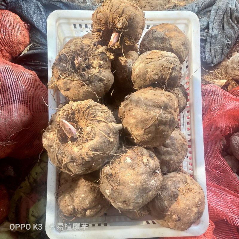 新鲜魔芋生魔芋魔芋豆腐食材，支持视频看货，支持在线交易