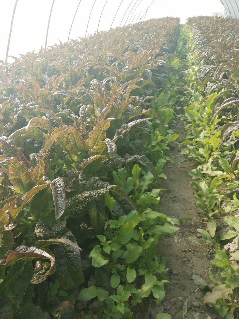 红莴笋红莴笋红莴笋红莴笋