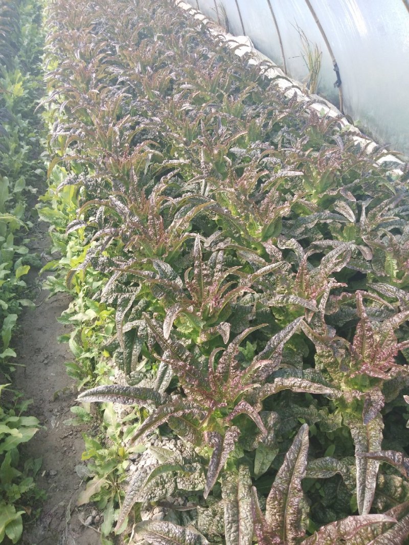 红莴笋红莴笋红莴笋红莴笋