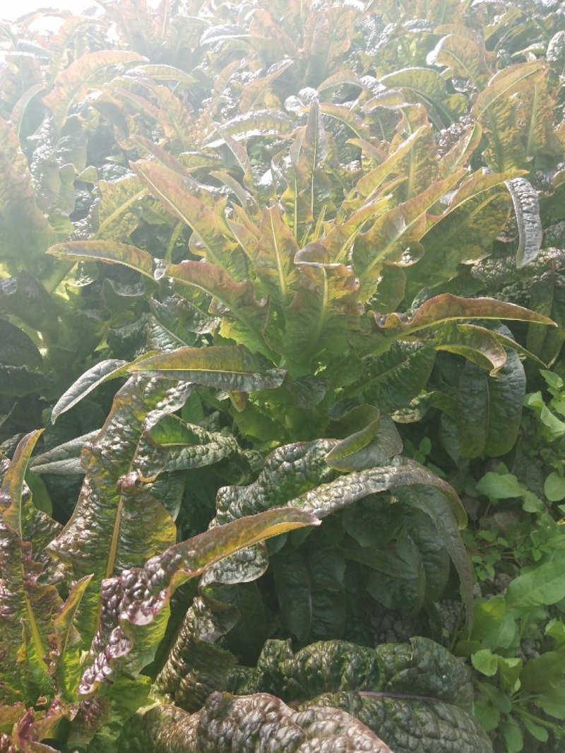红莴笋红莴笋红莴笋红莴笋