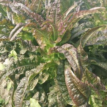 红莴笋红莴笋红莴笋红莴笋