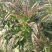 红莴笋红莴笋红莴笋红莴笋