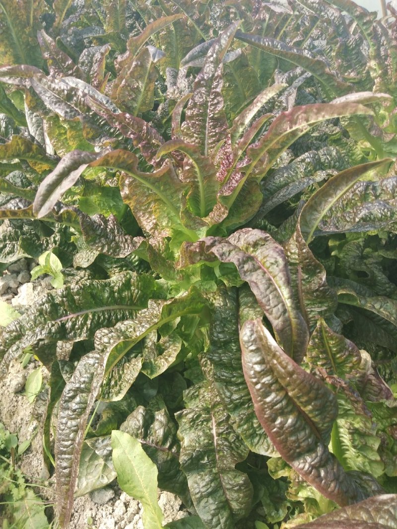 红莴笋红莴笋红莴笋红莴笋