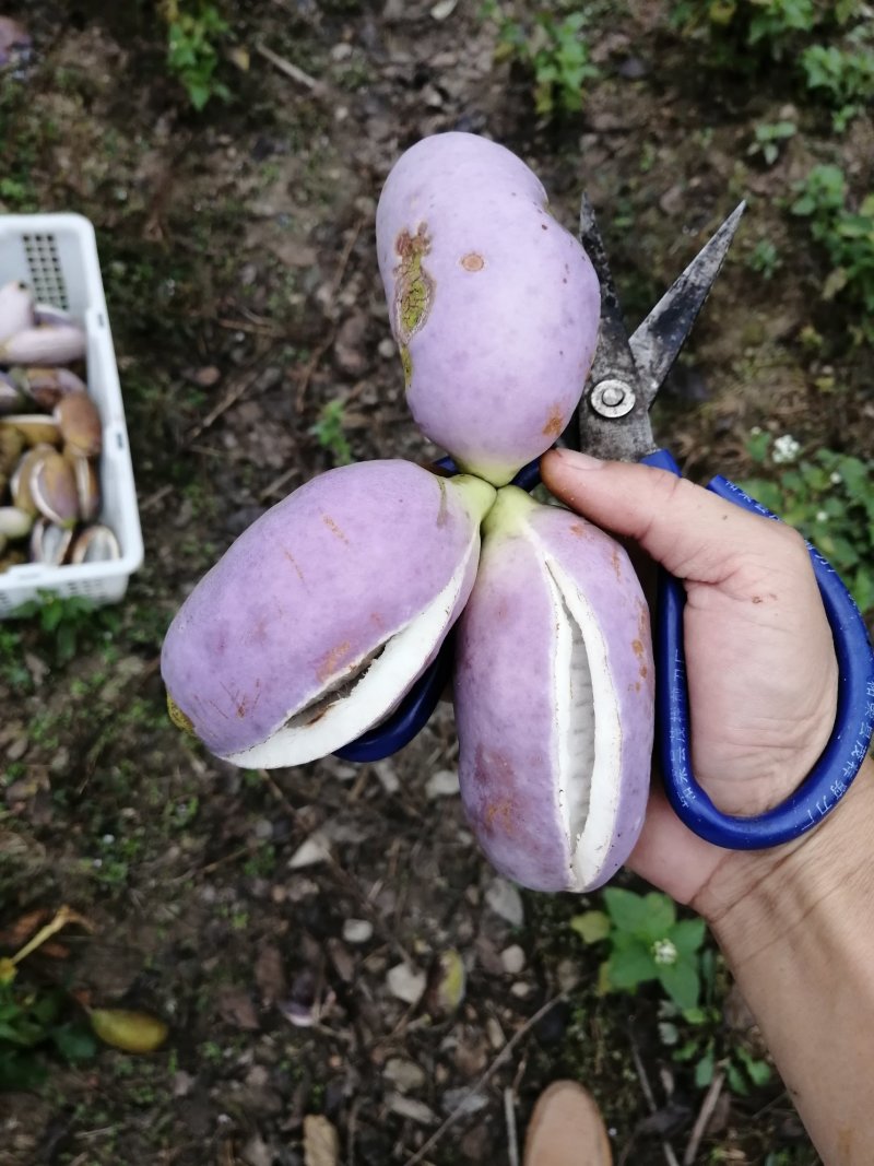 紫色八月瓜（紫宝二号）种子出芽率高出同行