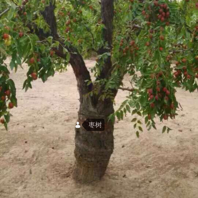 枣树，品种冬枣，玲枣，大红枣等
