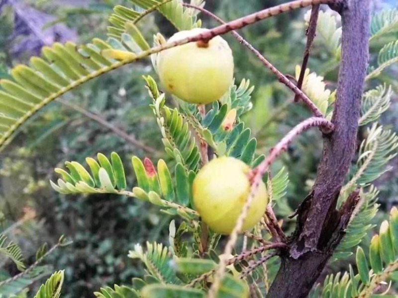 野生橄榄