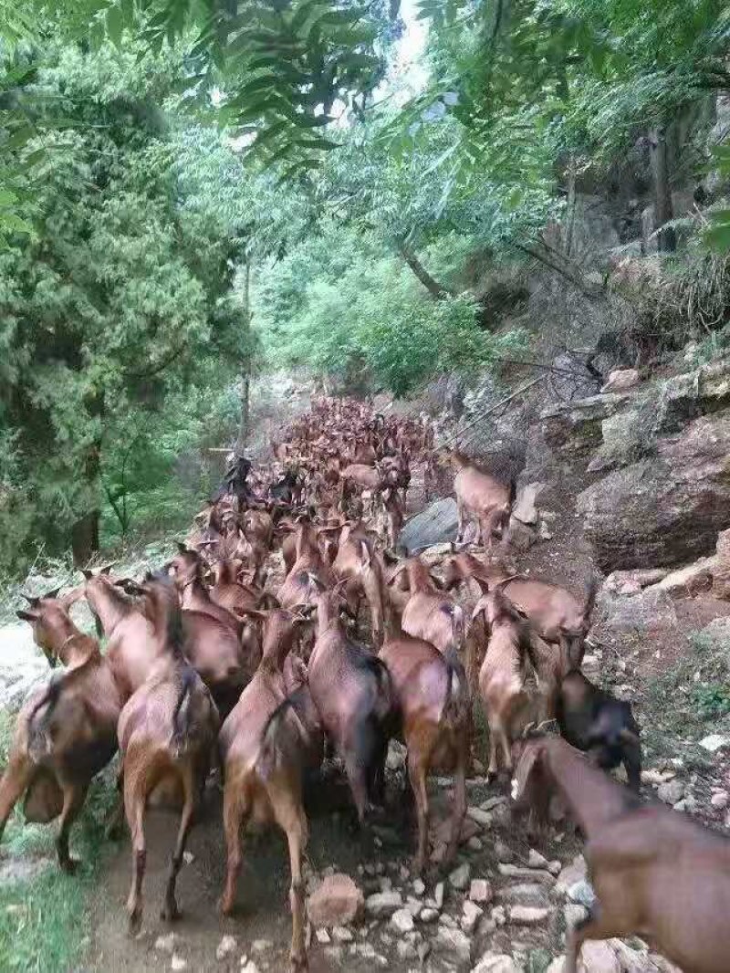 山羊群羊，母羊。大山放养的小耳土羊，白山羊。