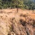 有好货：县城周边五公里26.8亩果园地菌山低价转让