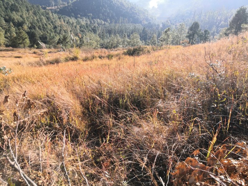 有好货：县城周边五公里26.8亩果园地菌山低价转让