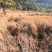 有好货：县城周边五公里26.8亩果园地菌山低价转让