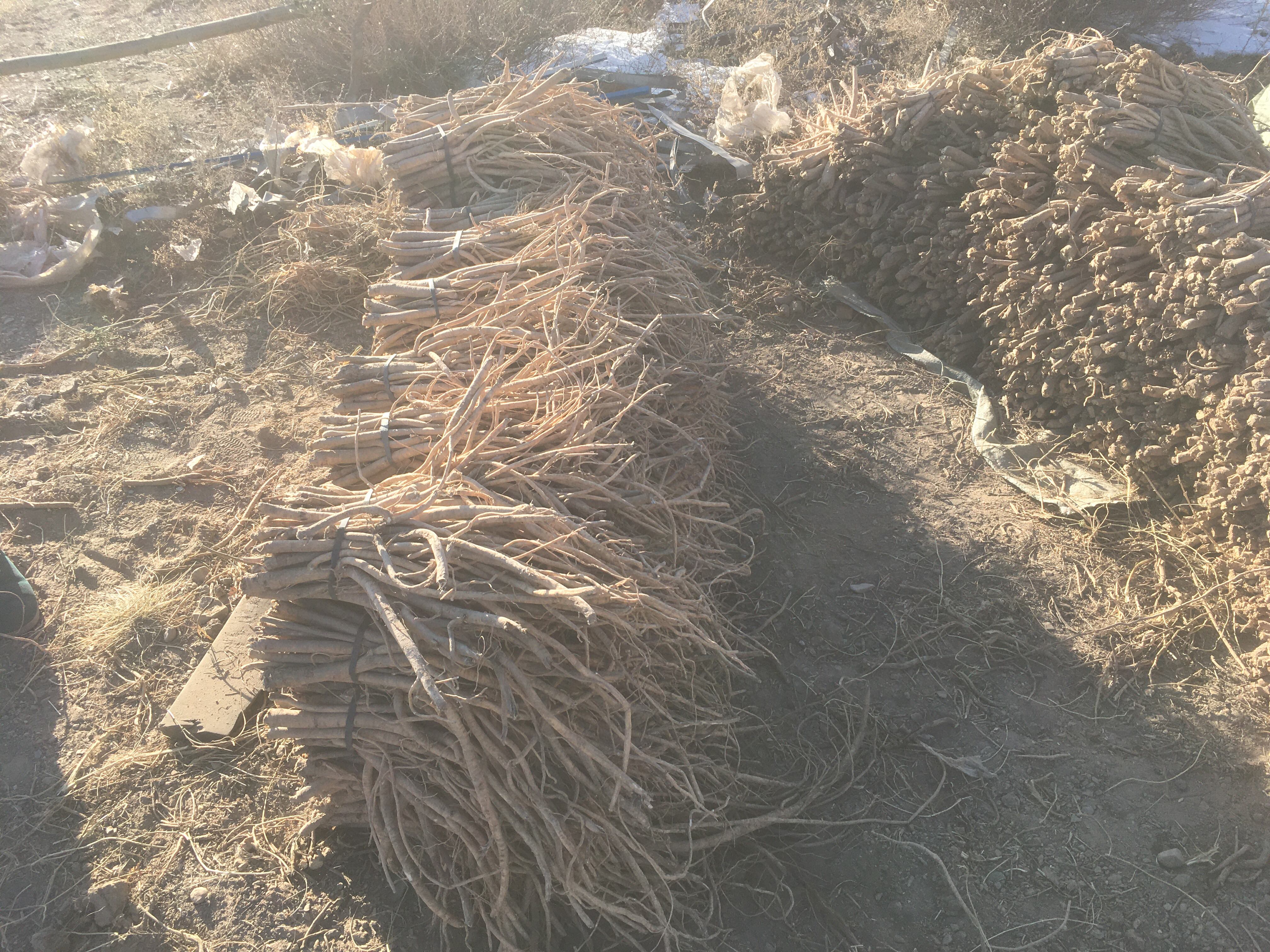 蒙古黄芪原药材特写