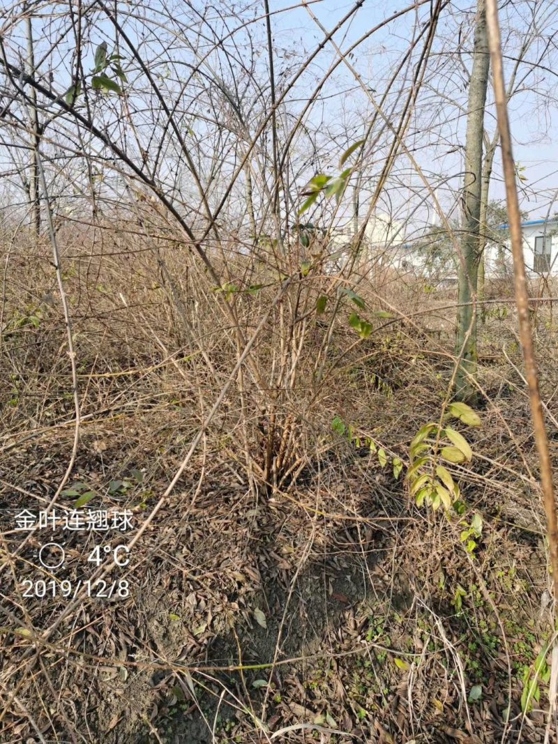 金边连翘苗基地直发包成活品种量大从优放心苗