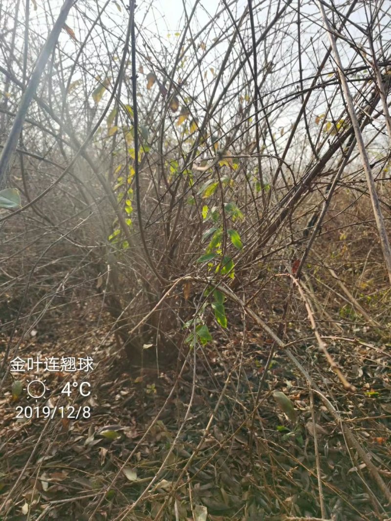 金边连翘苗基地直发包成活品种量大从优放心苗