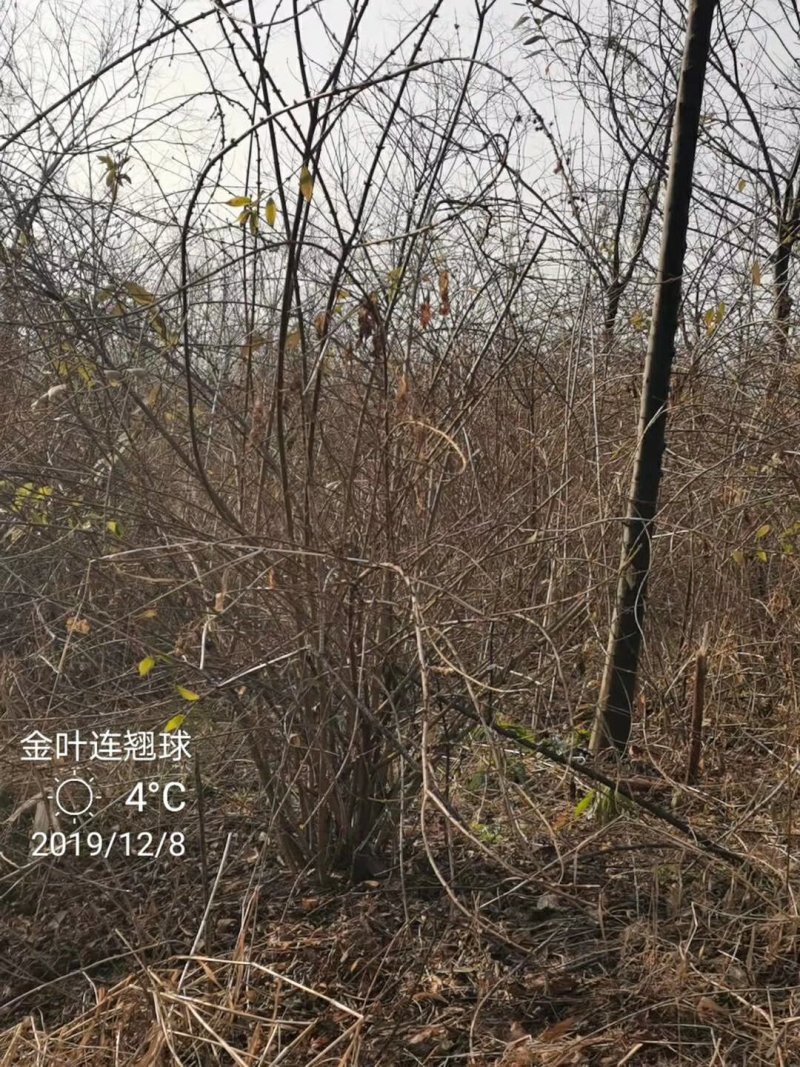 金边连翘苗基地直发包成活品种量大从优放心苗
