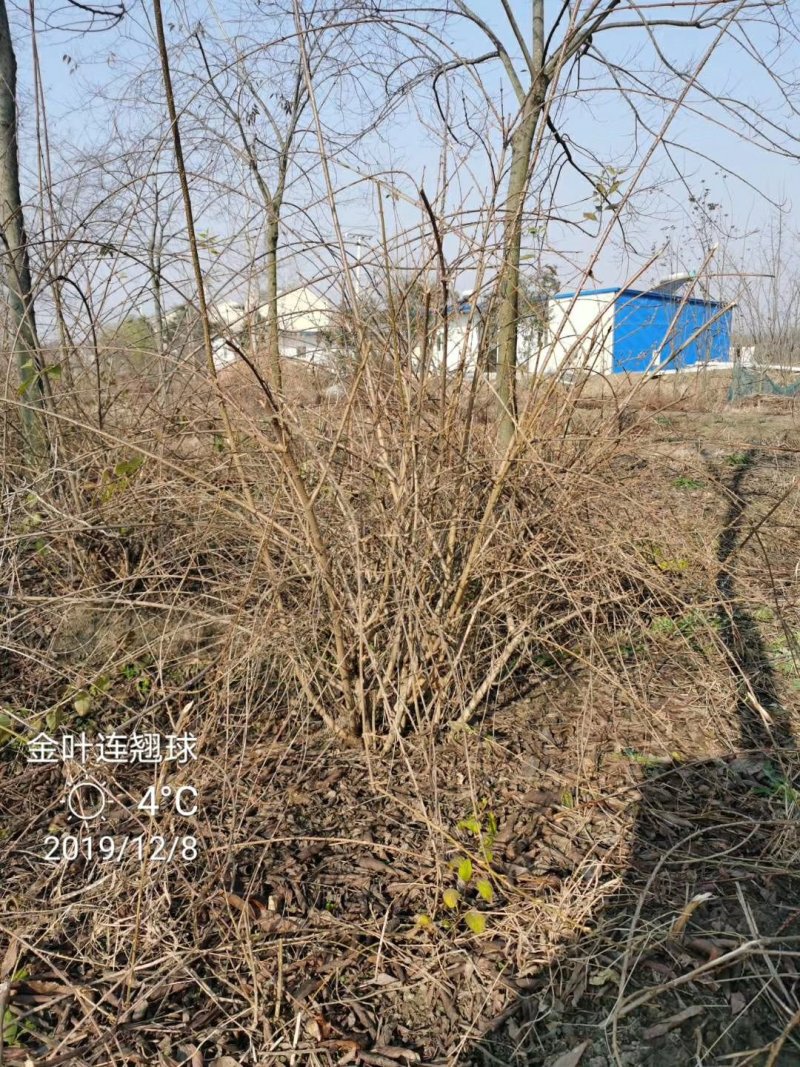 金边连翘苗基地直发包成活品种量大从优放心苗