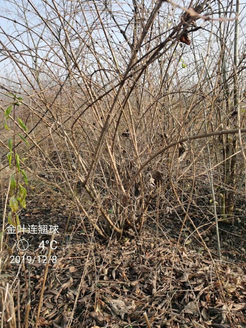 金边连翘苗基地直发包成活品种量大从优放心苗