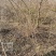 金边连翘苗基地直发包成活品种量大从优放心苗