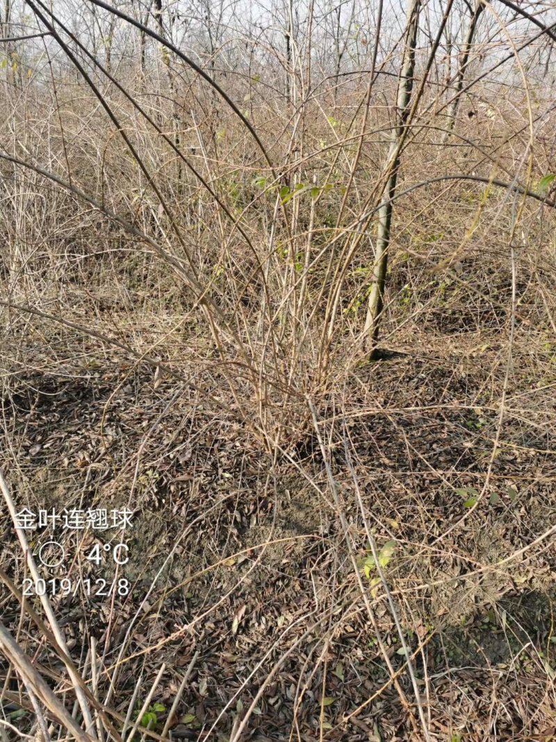 金边连翘苗基地直发包成活品种量大从优放心苗