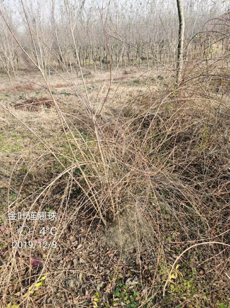 金边连翘苗基地直发包成活品种量大从优放心苗