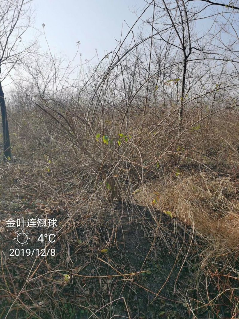 金边连翘苗基地直发包成活品种量大从优放心苗