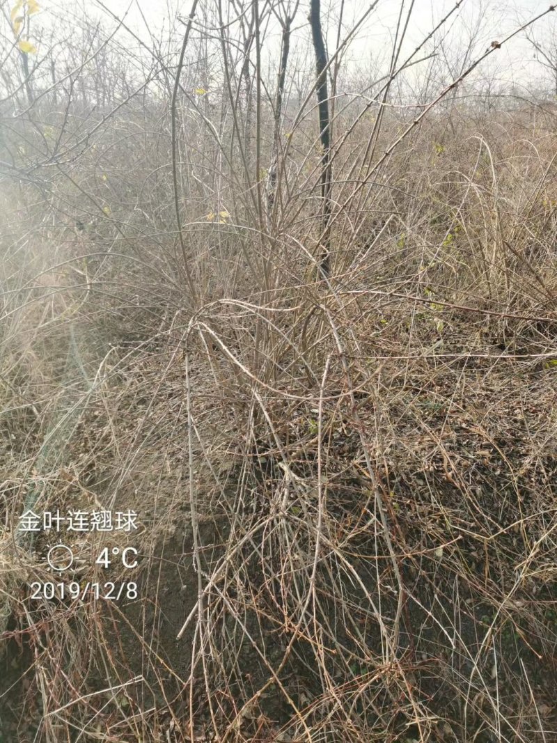 金边连翘苗基地直发包成活品种量大从优放心苗