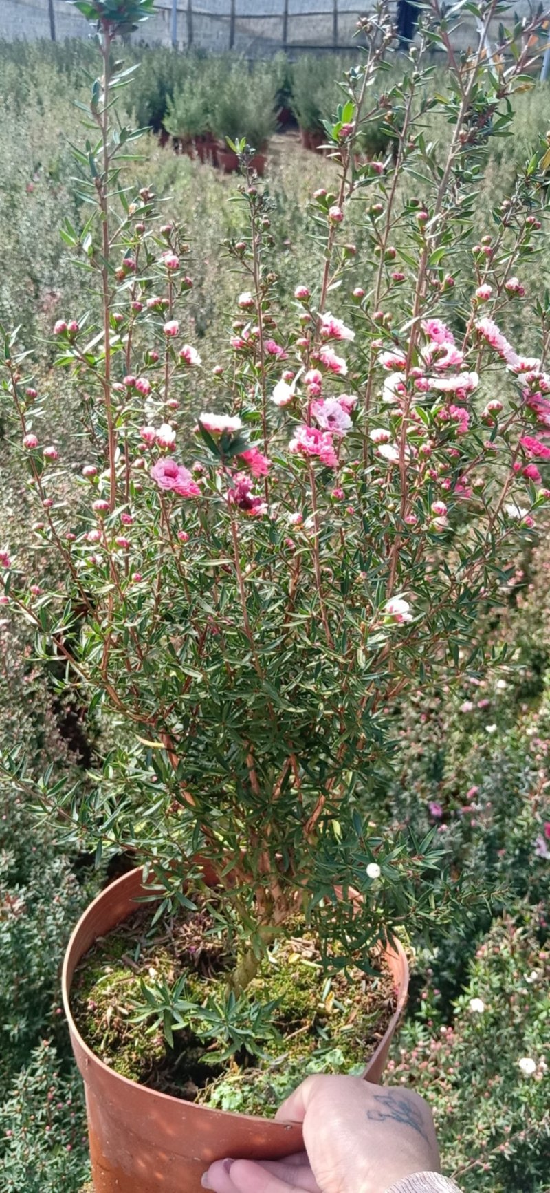 松红梅澳洲梅三色梅盆栽花苗庭院阳台花卉一树多色冬