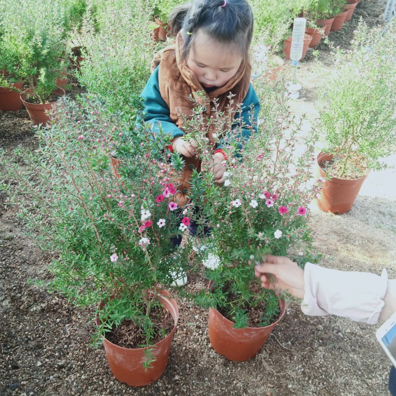 松红梅澳洲梅三色梅盆栽花苗庭院阳台花卉一树多色冬