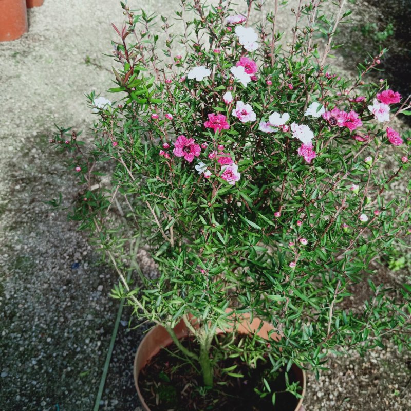 松红梅澳洲梅三色梅盆栽花苗庭院阳台花卉一树多色冬