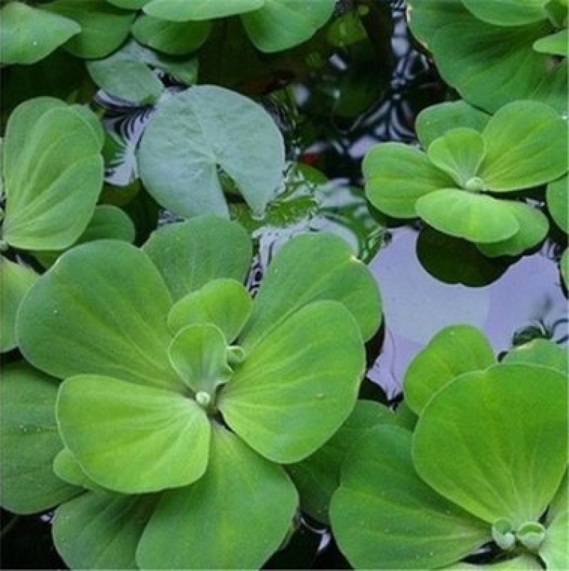 水葫芦凤眼蓝养龙虾，养鱼等必备水生植物