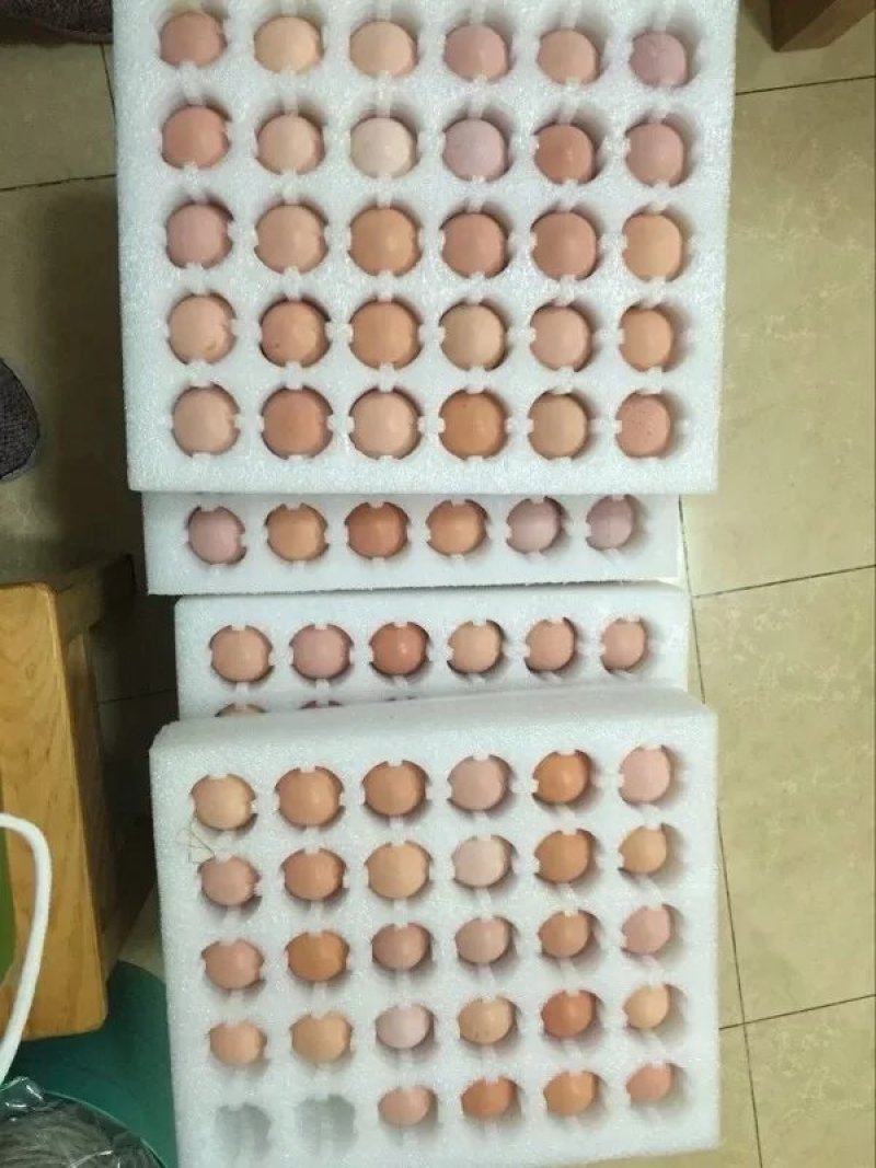 土鸡种蛋，快大型肉鸡种蛋孵化率90%以上，货源充足，欢迎咨询