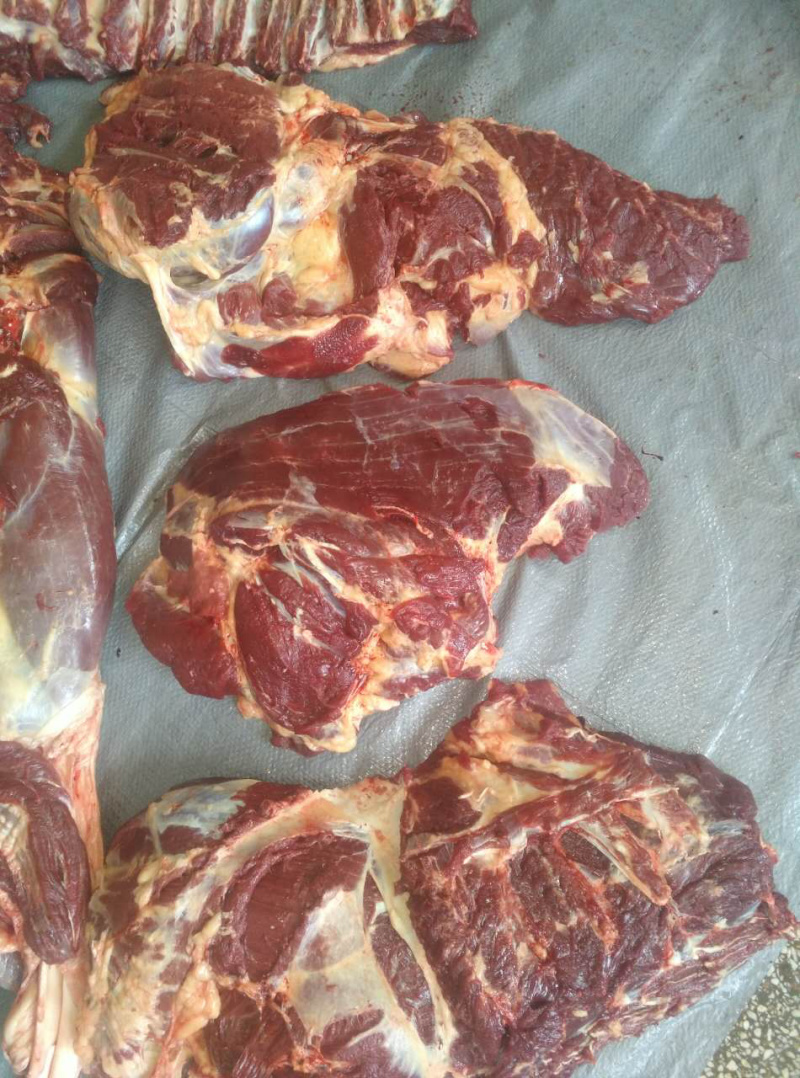 蒙古马肉