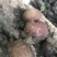 新货香菇无根香菇餐饮黄焖鸡香菇干货秋冬菇商用香菇2斤包邮
