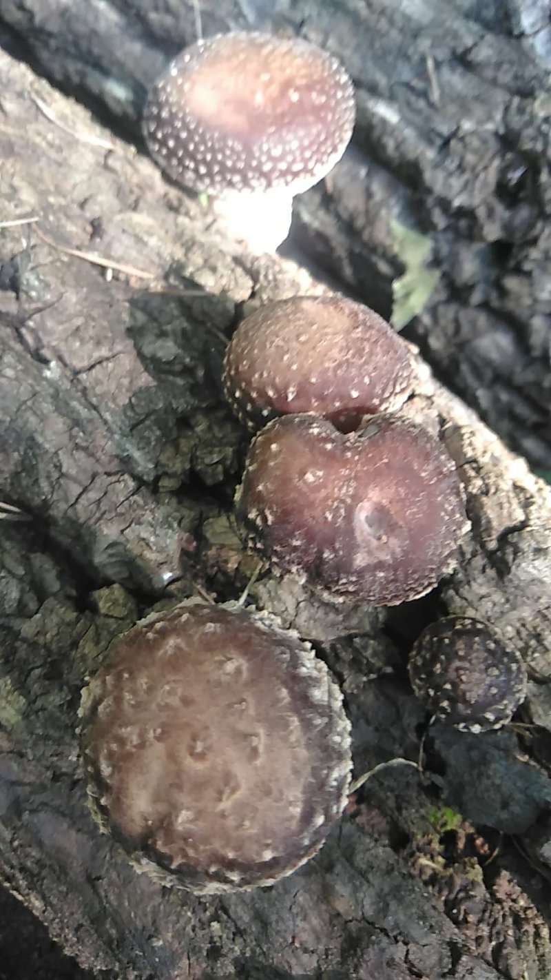 新货香菇无根香菇餐饮黄焖鸡香菇干货秋冬菇商用香菇2斤包邮