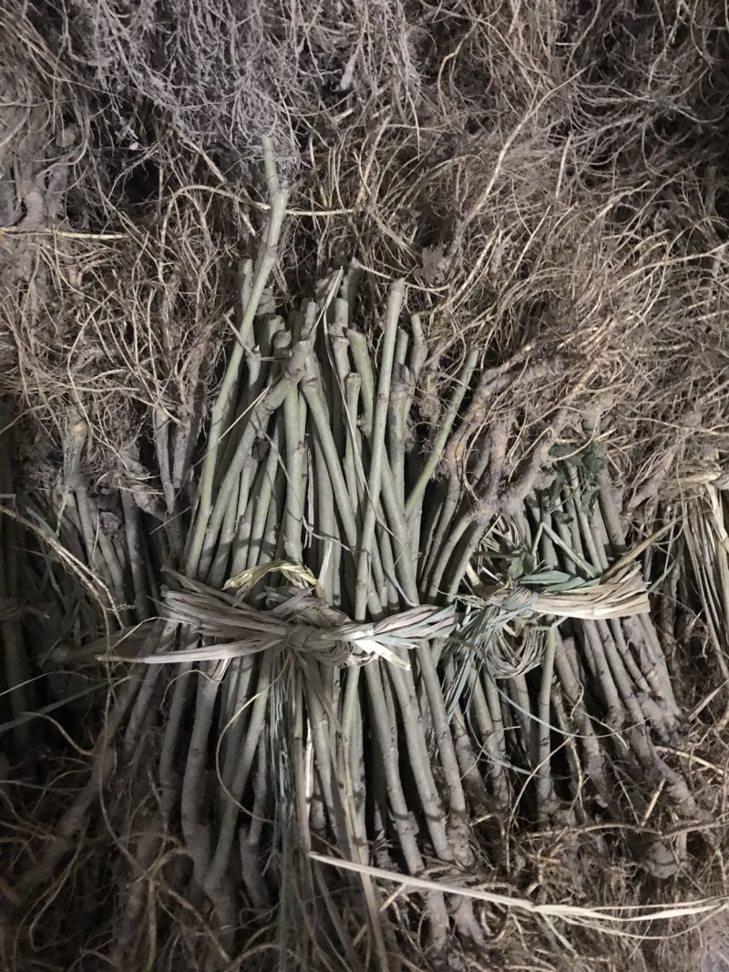 黑珍珠果桑苗嫁接苗包对版