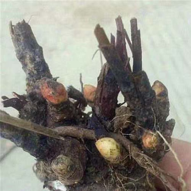 芍药芽头，山东菏泽芍药基地，免费提供技术