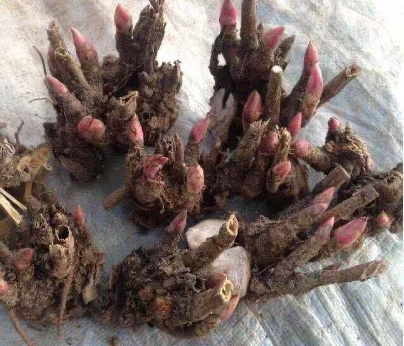 芍药芽头，山东菏泽芍药基地，免费提供技术