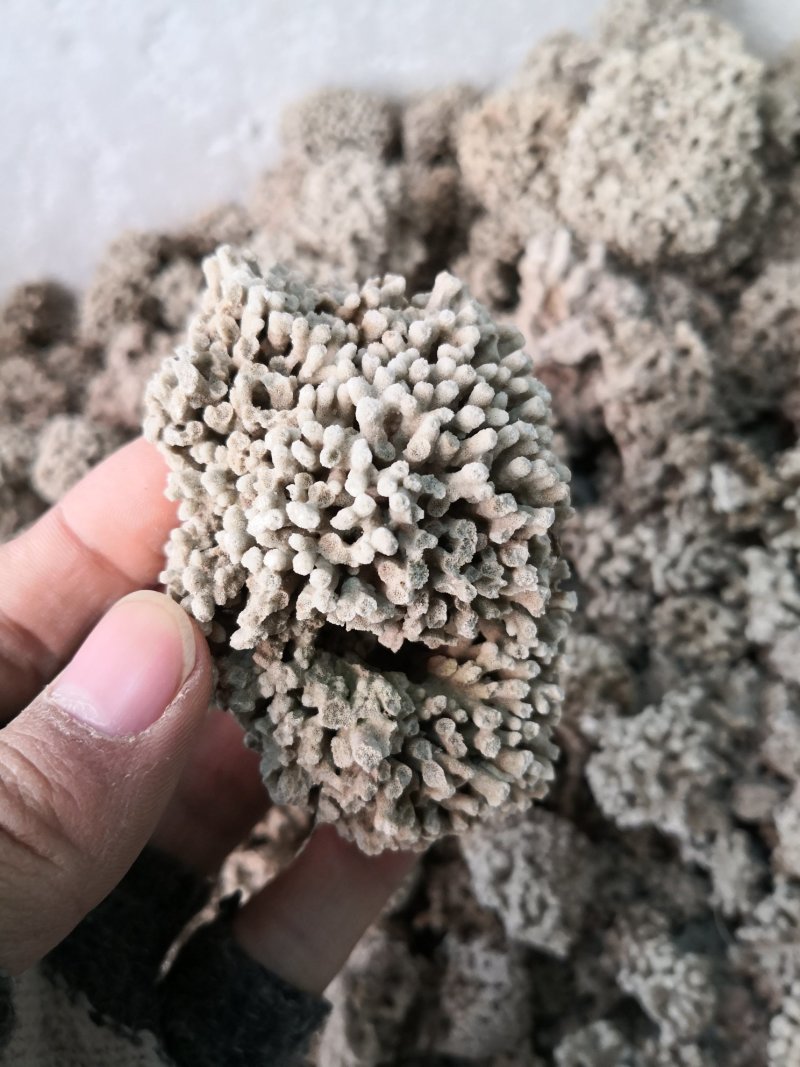 海浮石海浮石花各种规格中药材批发