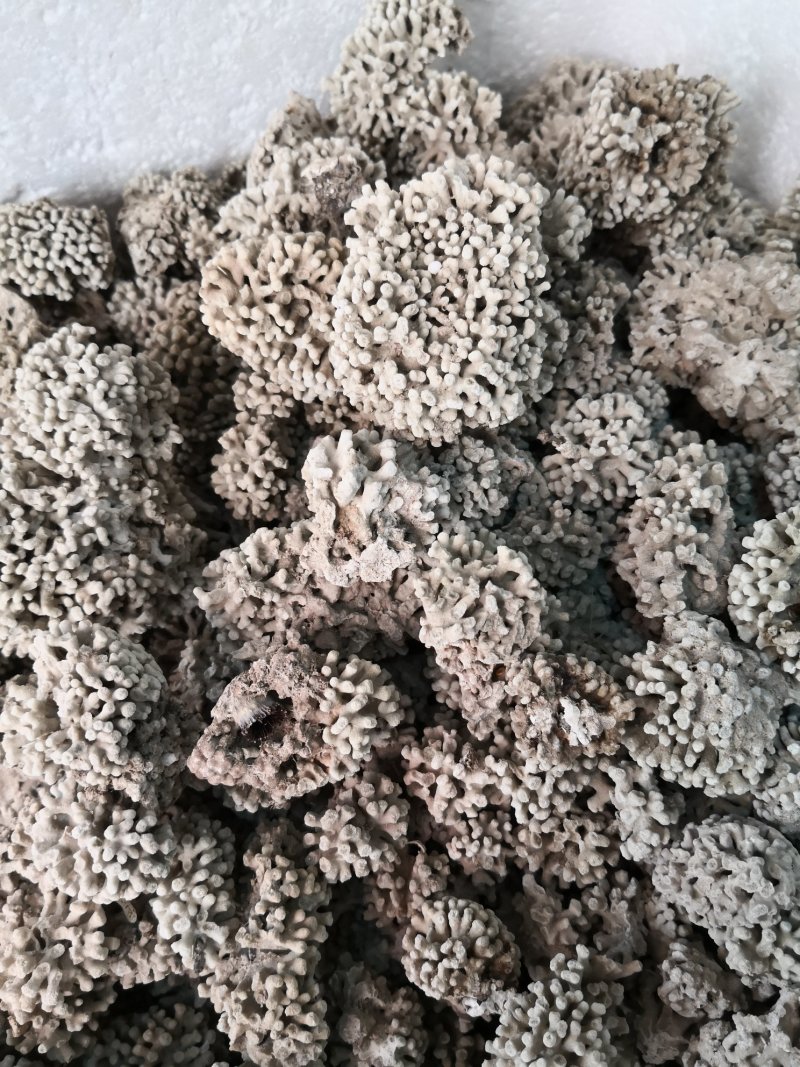 海浮石海浮石花各种规格中药材批发
